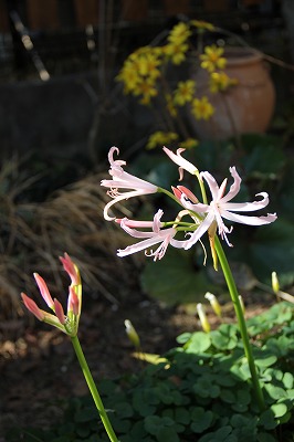 ヒヤシンスの芽がでたよ♪　庭の花_a0123003_23273886.jpg