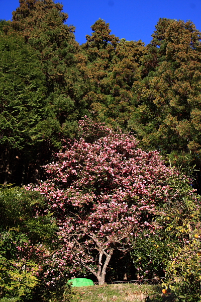 e0174008_1551972.jpg