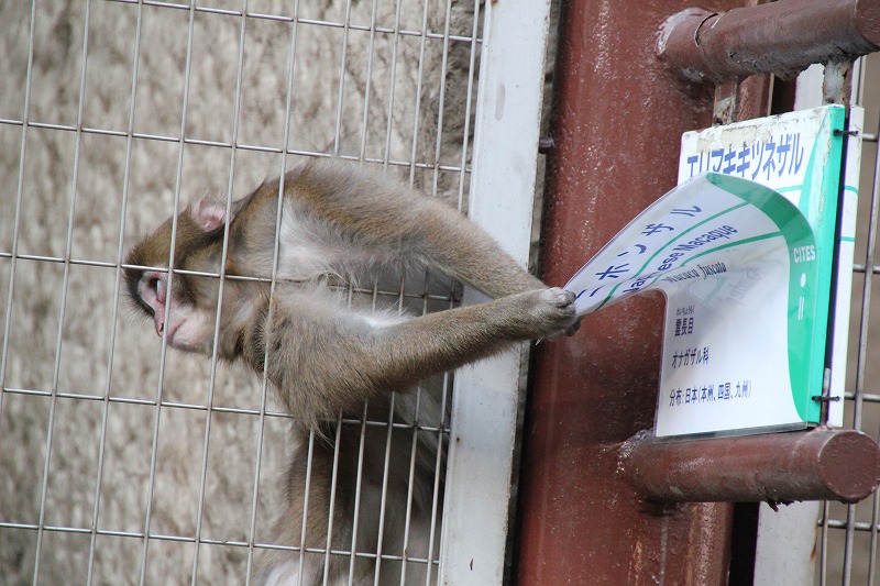 好奇心旺盛な動物の子供たち_e0052135_185198.jpg