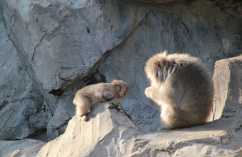 好奇心旺盛な動物の子供たち_e0052135_1861212.jpg