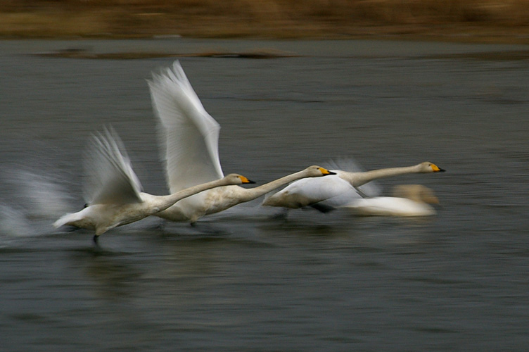 白鳥、一生懸命走る_f0152939_16311883.jpg