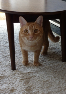 猫のお友だち ジルくんカイくん編。_a0143140_1741255.jpg