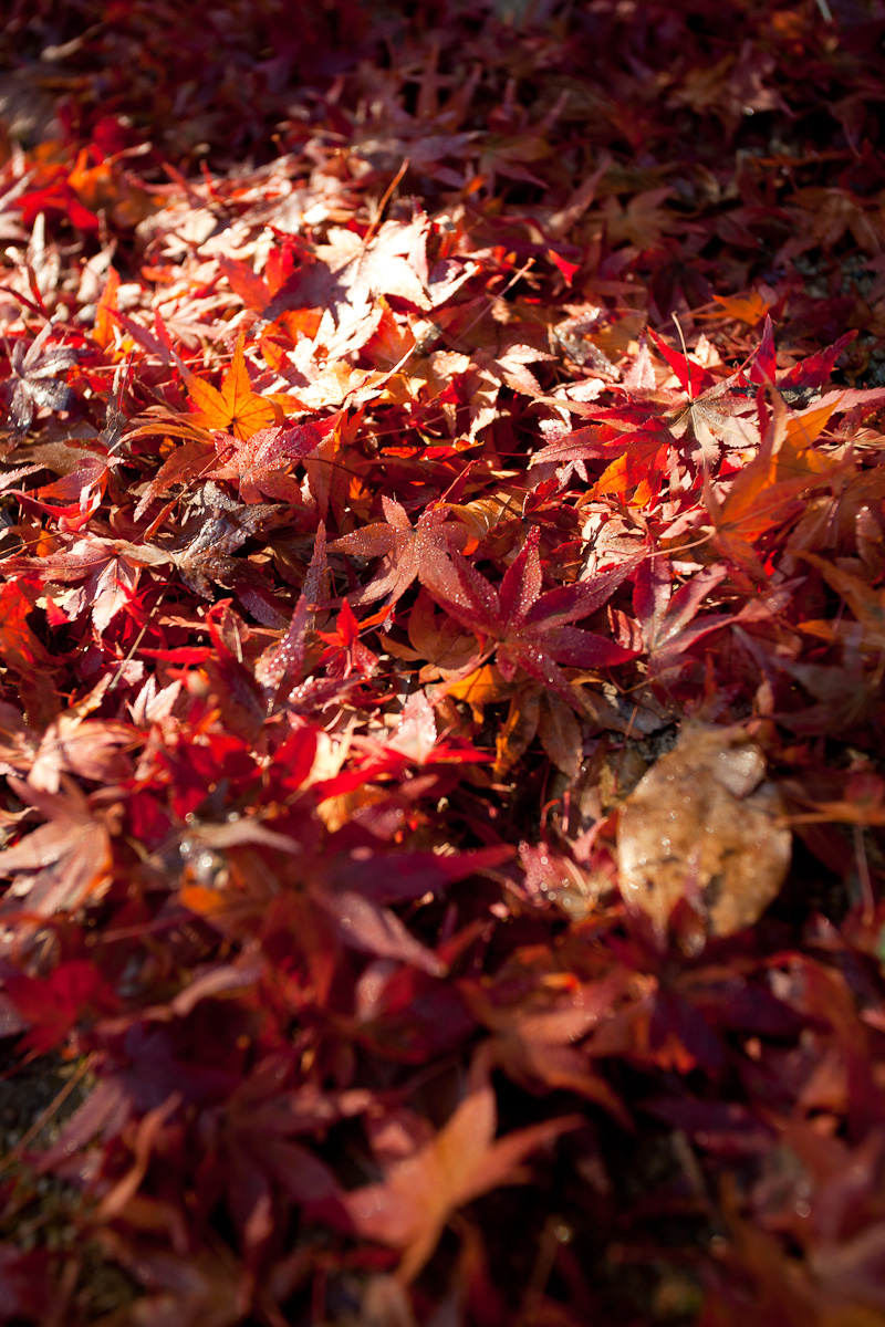 2010紅葉　その4_e0157642_753136.jpg