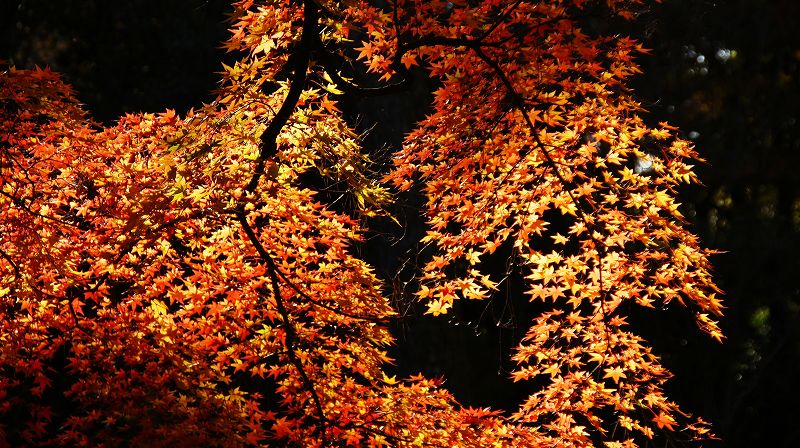 錦秋の都路２０１０ (京都御苑の紅葉) (2010年12月10日)_c0119555_14194980.jpg