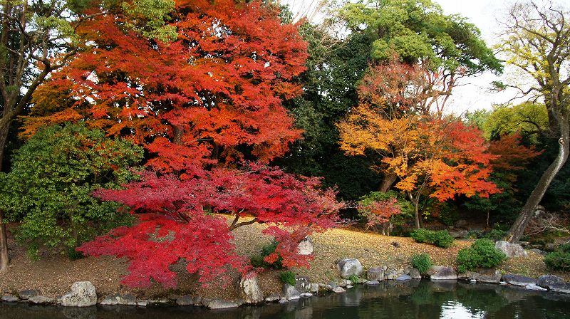 錦秋の都路２０１０ (京都御苑の紅葉) (2010年12月10日)_c0119555_14224927.jpg