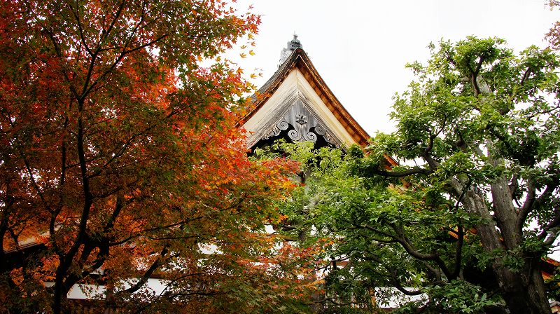 錦秋の都路２０１０ (紫野 臨済宗大徳寺派大本山 大徳寺塔頭寺院群の紅葉) (2010年12月11日)_c0119555_17423430.jpg