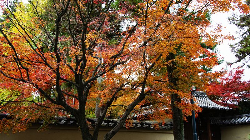 錦秋の都路２０１０ (紫野 臨済宗大徳寺派大本山 大徳寺塔頭寺院群の紅葉) (2010年12月11日)_c0119555_17445323.jpg