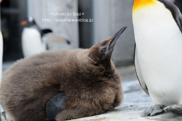 赤ちゃんの国　ペンギン_b0024758_23102465.jpg