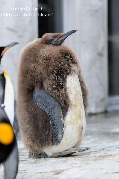 赤ちゃんの国　ペンギン_b0024758_23103839.jpg