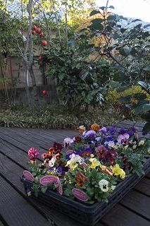 ベルベットイエロー市村美佳子スペシャルレッスン・・・・すみれ家＆延岡シンプリーで・・・_b0137969_17523262.jpg
