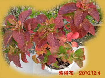 あじさいの葉の紅葉_c0139591_6594652.jpg