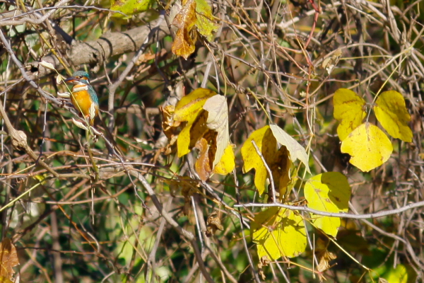 d0133693_12354674.jpg