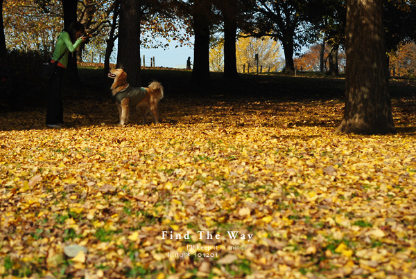 【犬的散歩日和】千葉・青葉の森公園　２／２_f0054594_350482.jpg