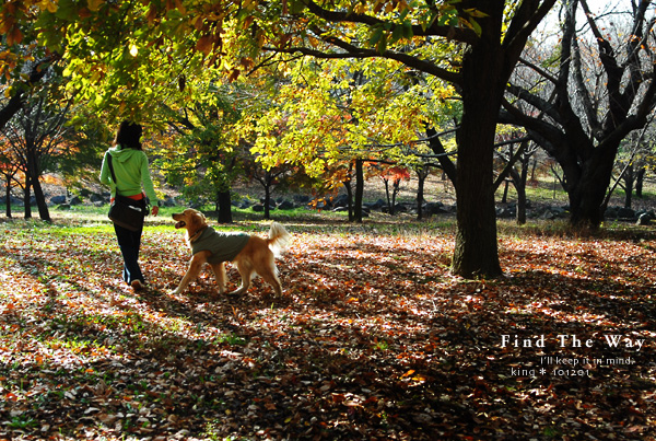 【犬的散歩日和】千葉・青葉の森公園　２／２_f0054594_351252.jpg
