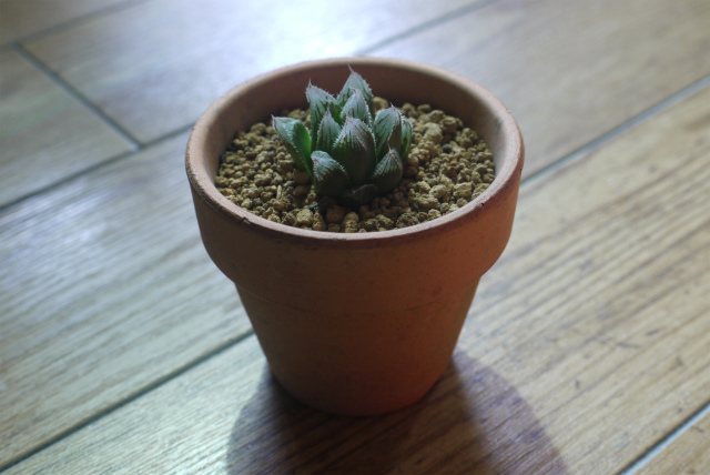 Haworthia hyb.　”Kegani　×　Obu”　♯１_d0195001_958247.jpg