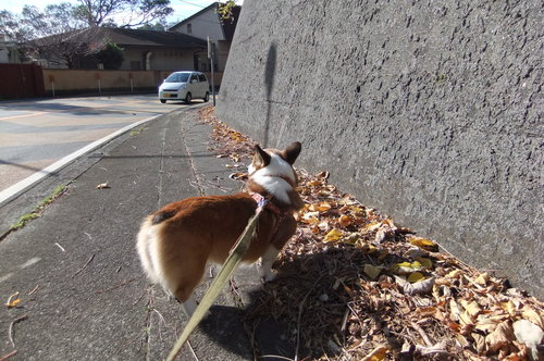 伊豆山神社へお散歩_f0101201_14285833.jpg