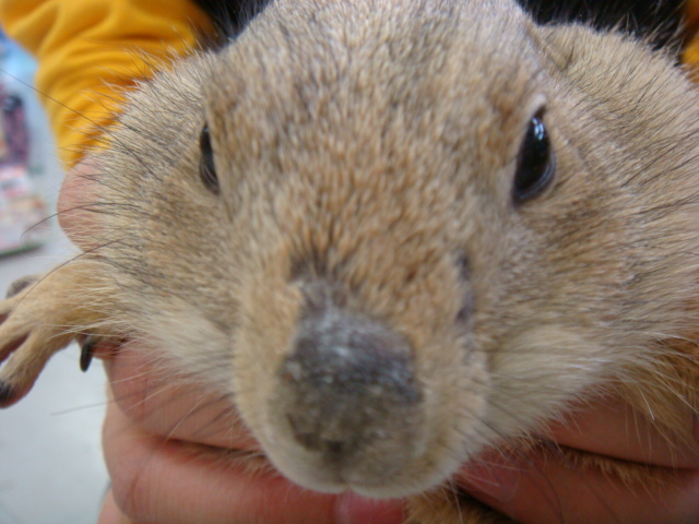 2周年記念!! 小動物コーナー★_f0189122_16114559.jpg