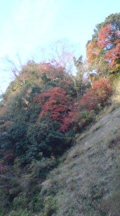 シーズン最後の紅葉を見に_b0009228_16165153.jpg