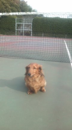 てつ　in the tennis court_b0059434_17531326.jpg