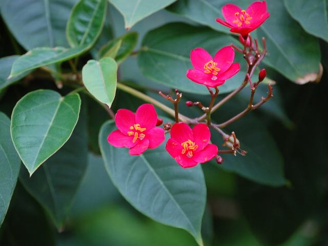 テイキンザクラ　超特大苗　開花株　ヤトロファ　熱帯花木　南洋桜　提琴桜 テイキンザクラ（ヤトロファインテゲリマ）の育て方