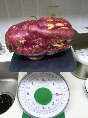 シリーズ男の料理 干し芋_c0063348_12215736.jpg