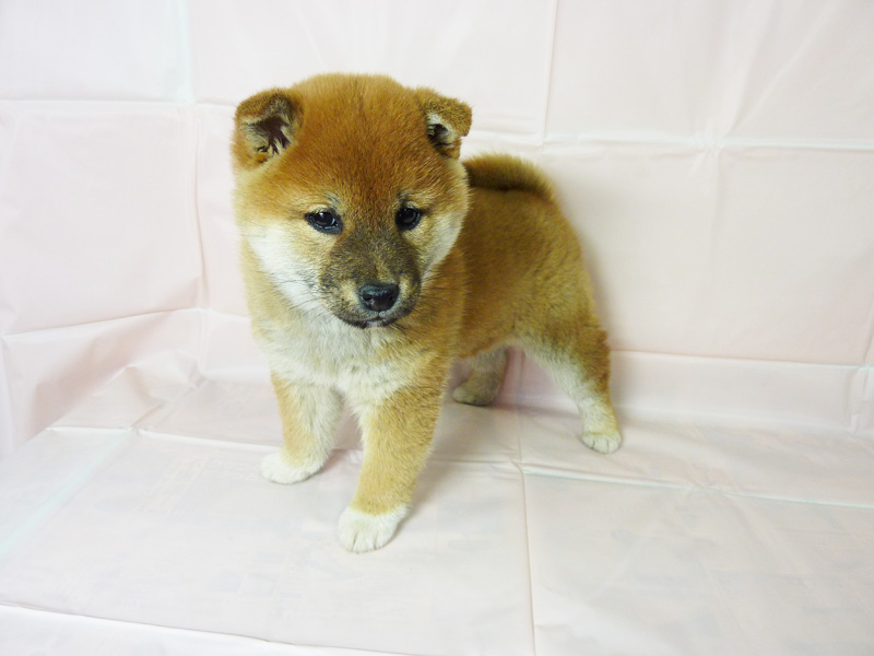 美しい花の画像 最高柴犬 子犬 イラスト