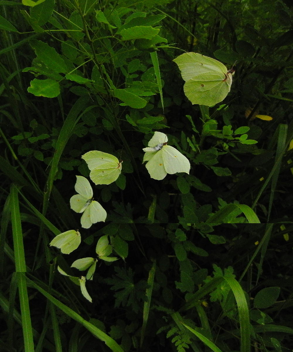 スジボソヤマキチョウ　　今年の出会い　　2010.7.25-8.22長野県・山梨県_a0146869_9134766.jpg