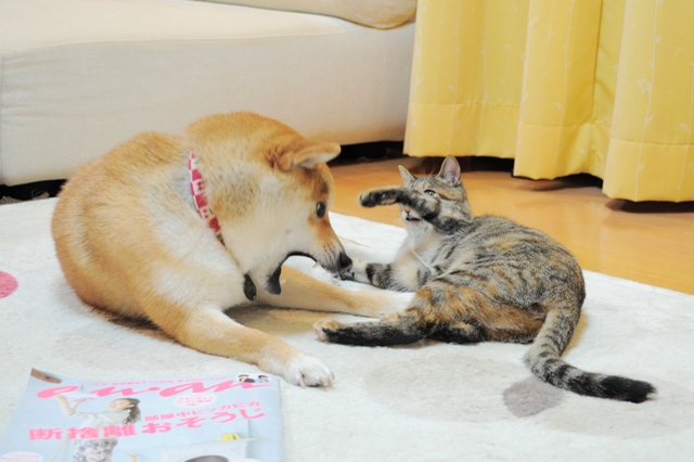 預かり母さん、カッコイイ!!_a0126590_6593683.jpg
