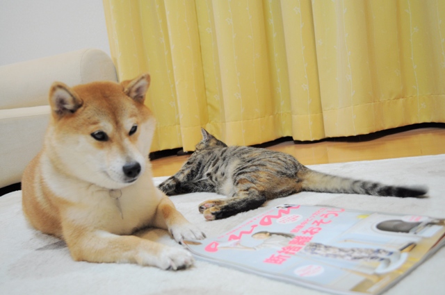 預かり母さん、カッコイイ!!_a0126590_701249.jpg