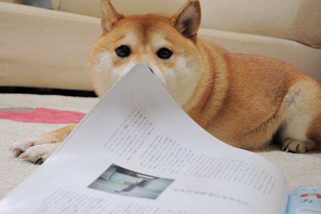 預かり母さん、カッコイイ!!_a0126590_711775.jpg