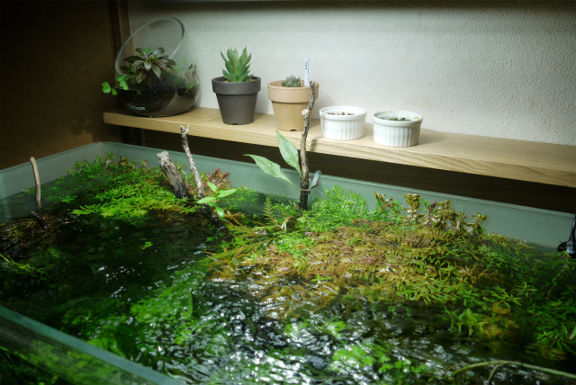 60cm水槽 60p アオミドロ対策の遮光後 Unnatural Aquarium