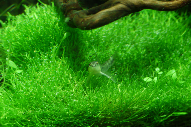 60cm水槽 60p アオミドロ対策の遮光後 Unnatural Aquarium