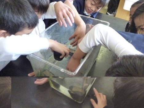 12/9 アマモ環境学習会_e0115199_1222418.jpg