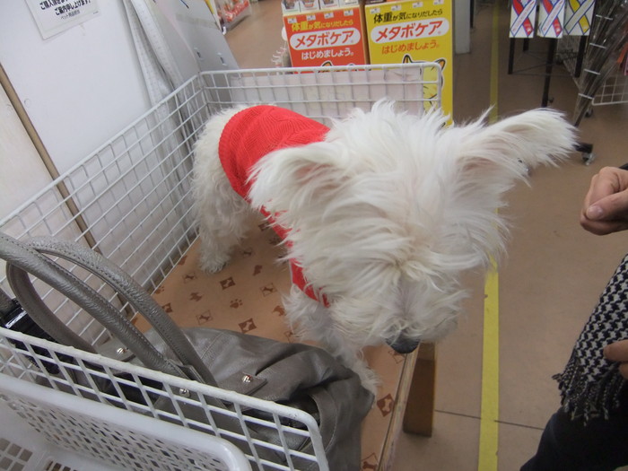 クララとショッピング!!_c0226202_2017697.jpg