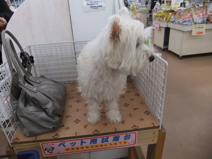 クララとショッピング!!_c0226202_20182197.jpg
