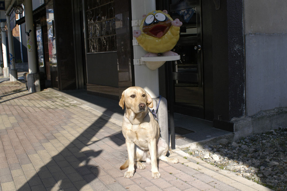 忍者ハットリくん 波平の絵日記 ラブラドール犬種