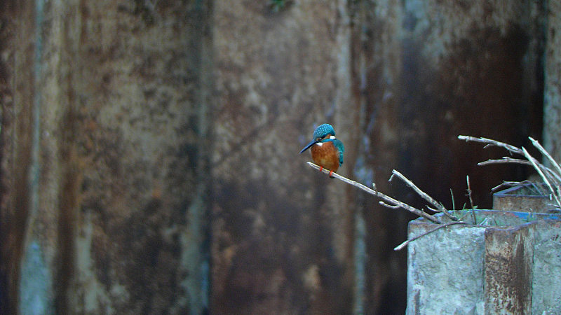 通勤鳥撮り　12/8　U公園にて_f0051915_0134731.jpg