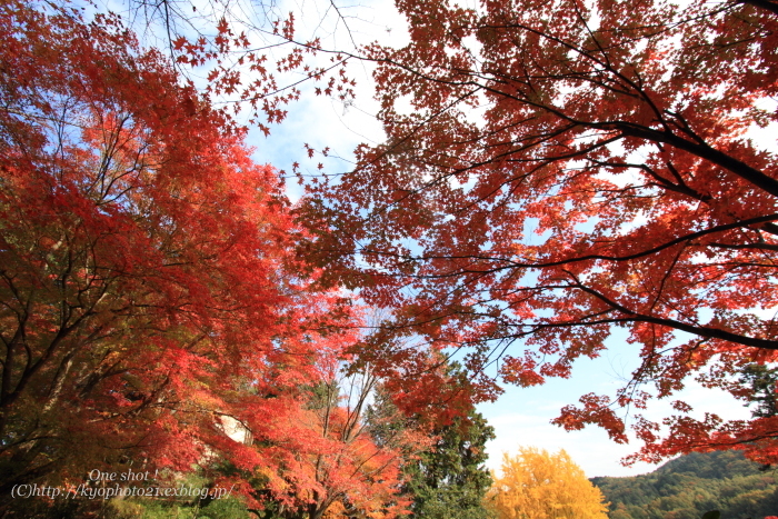 2010\'紅葉　西山　～十輪寺②～_c0200027_19502164.jpg