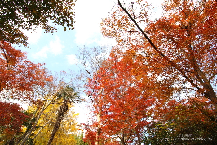 2010\'紅葉　西山　～十輪寺②～_c0200027_19503592.jpg