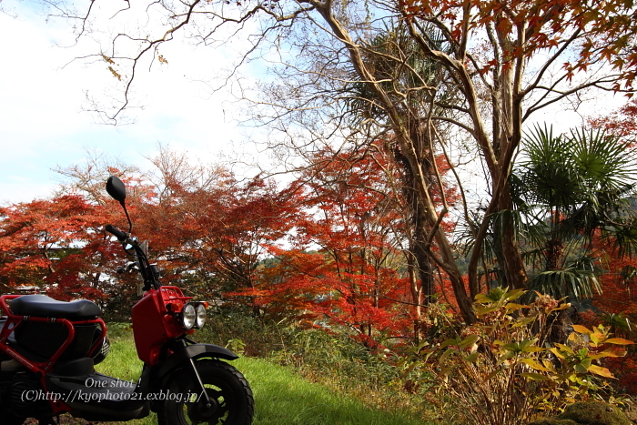 2010\'紅葉　西山　～十輪寺②～_c0200027_1951635.jpg