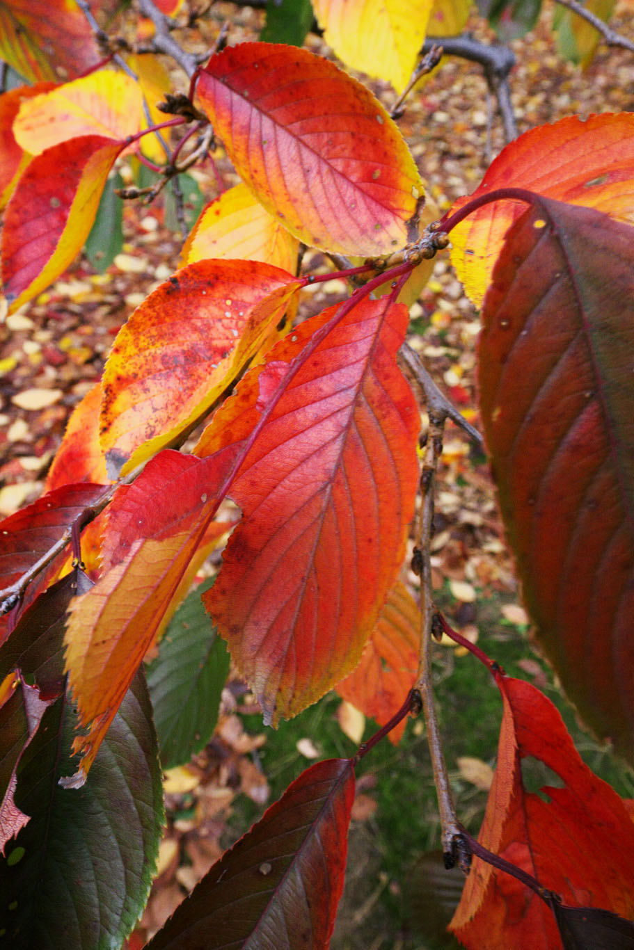 木枯らしは桜の葉っぱから..._e0022339_2358448.jpg