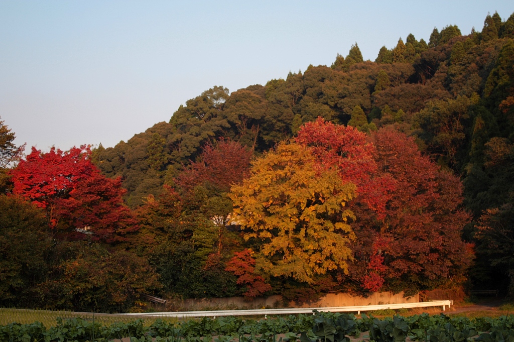 自宅周辺の紅葉の写真_a0133142_2011294.jpg