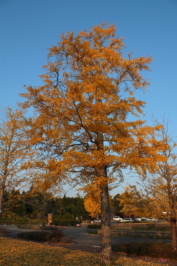 自宅周辺の紅葉の写真_a0133142_2014698.jpg