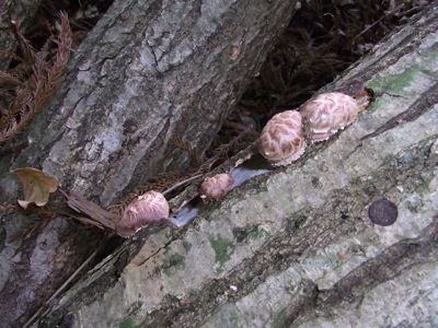 c0063348_21181734.jpg