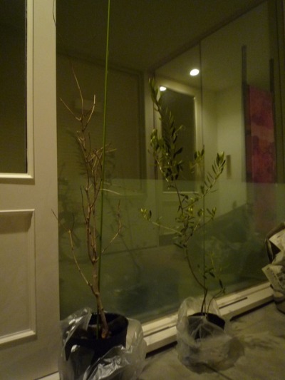 e0154149_2163339.jpg