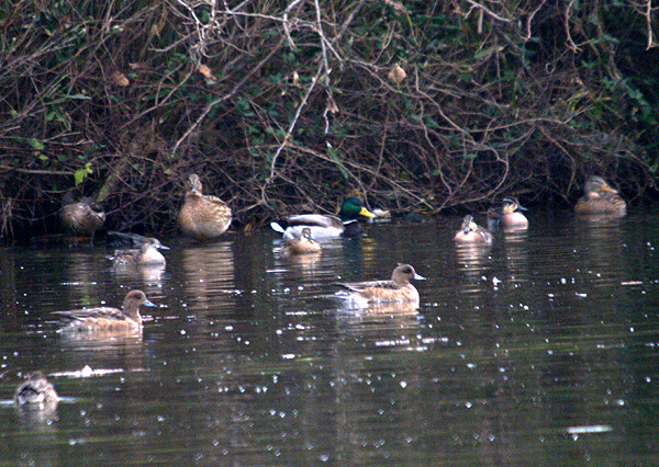 波根湖の鳥さんたち_f0214649_1719484.jpg