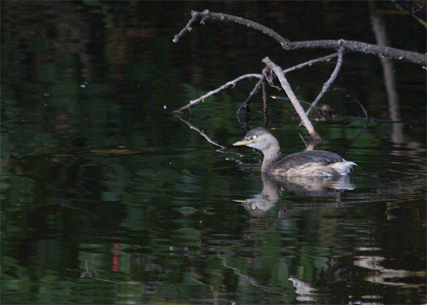 波根湖の鳥さんたち_f0214649_17234129.jpg