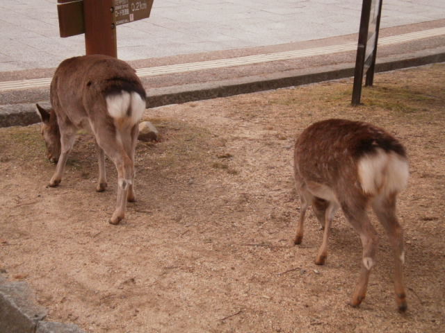 春日大社☆世界遺産めぐり3_e0108851_20454144.jpg