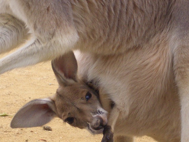 ルミナリエ＜南京町＜王子動物園。_c0100859_22433256.jpg