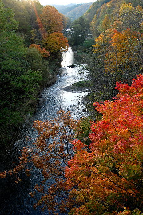 紅葉・万字2010　～まち彩る～_d0140869_0241347.jpg